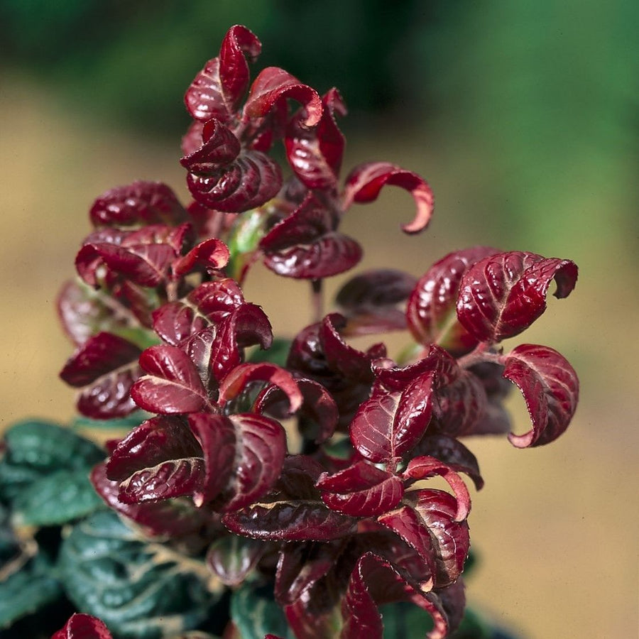 Leucothoe - 'Curly Red' 2 2