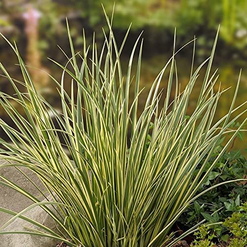 Acorus Gramineus Variegatus Pond Plant 2 3