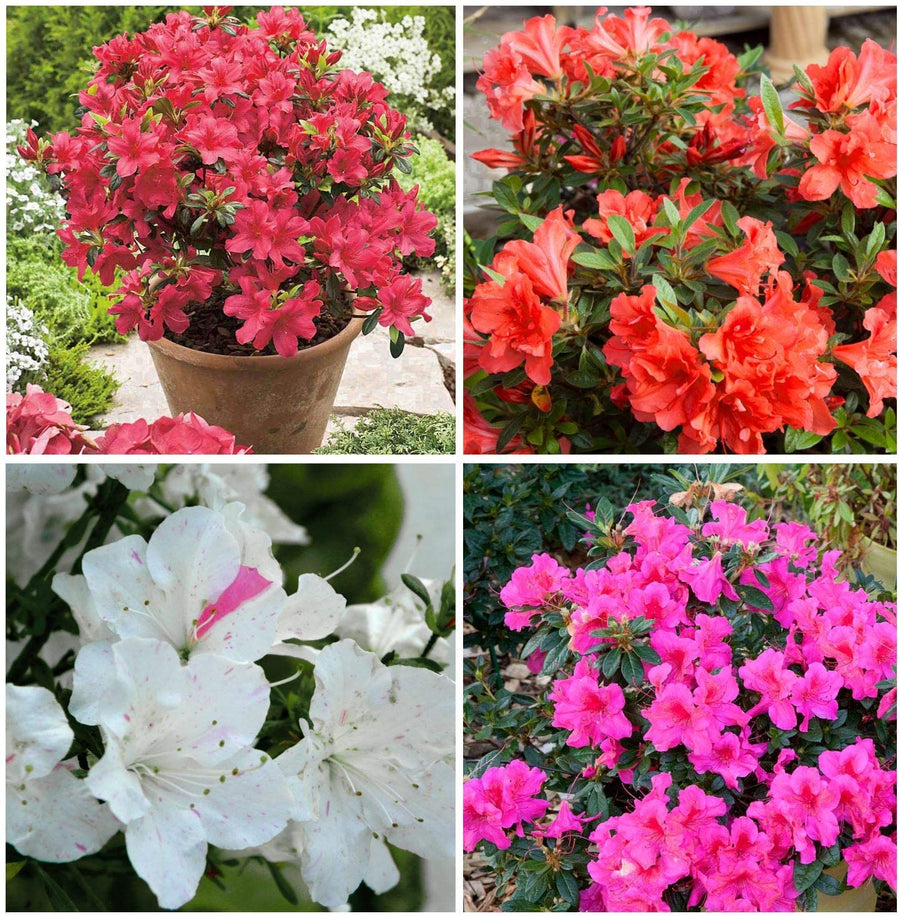 Azalea Plant Mix  1