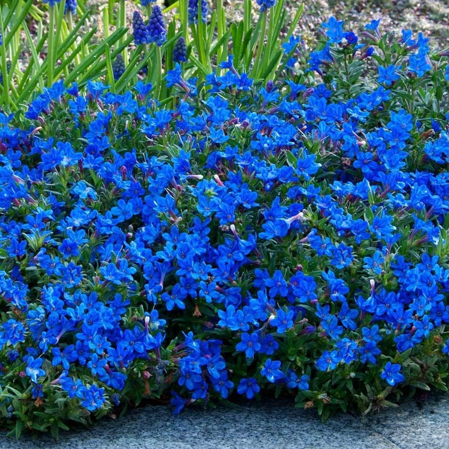 Lithodora Heavenly Blue Lithodora Diffusa 1