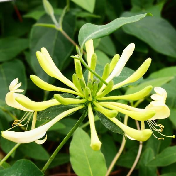 Lonicera Graham Thomas 2 2