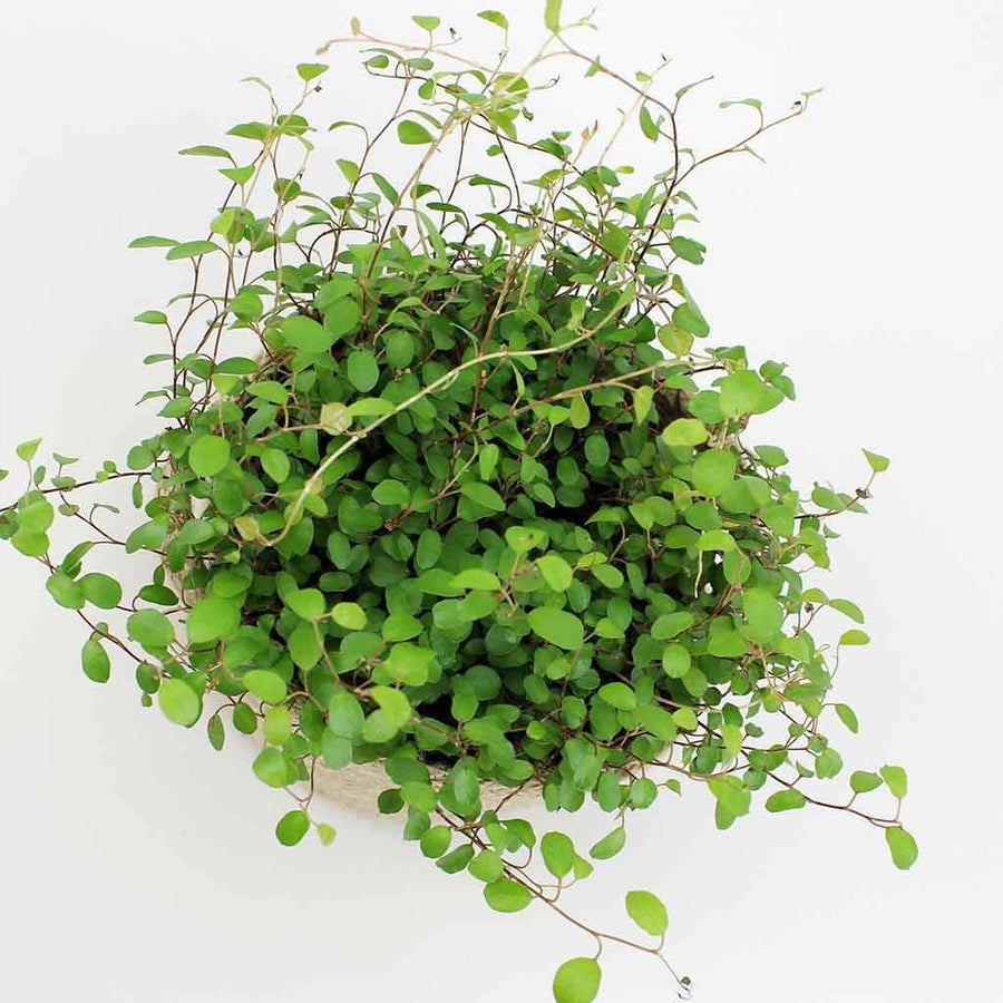Maidenhair Vine Plant- Muehlenbeckia 2 2