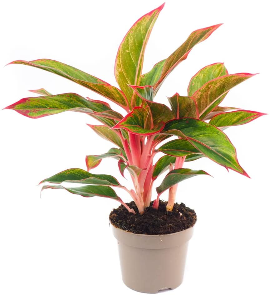Aglaonema Light Star 2 3