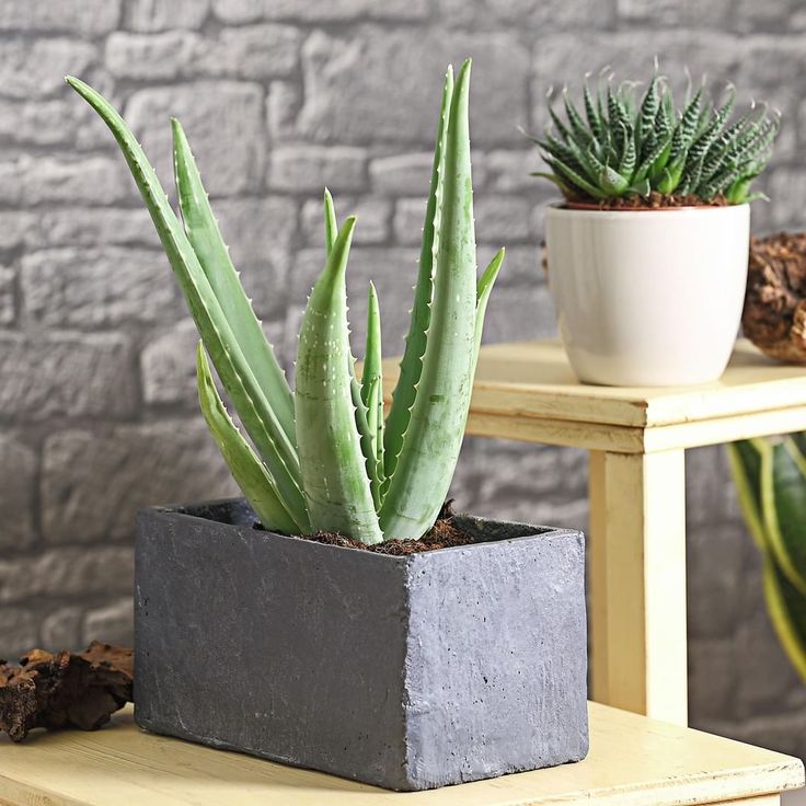 aloe vera plant gift Aloe Vera Plant Gift Wrapped