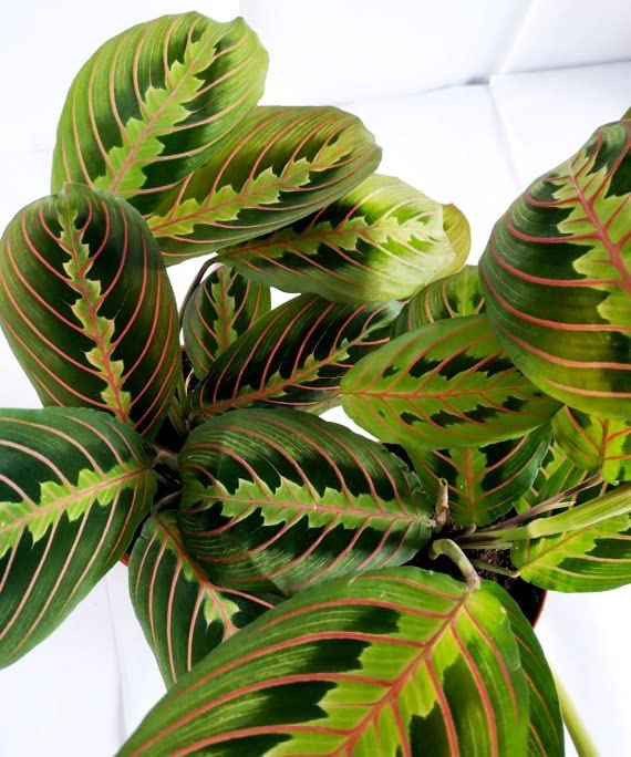 Maranta Fascinator 2 2