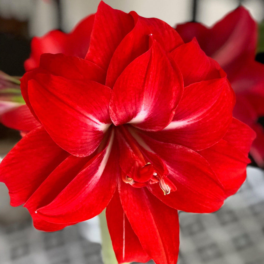Amaryllis Bulb Royal Red 2 3
