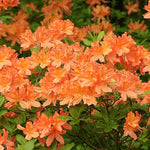 Azalea - Orange Beauty  1