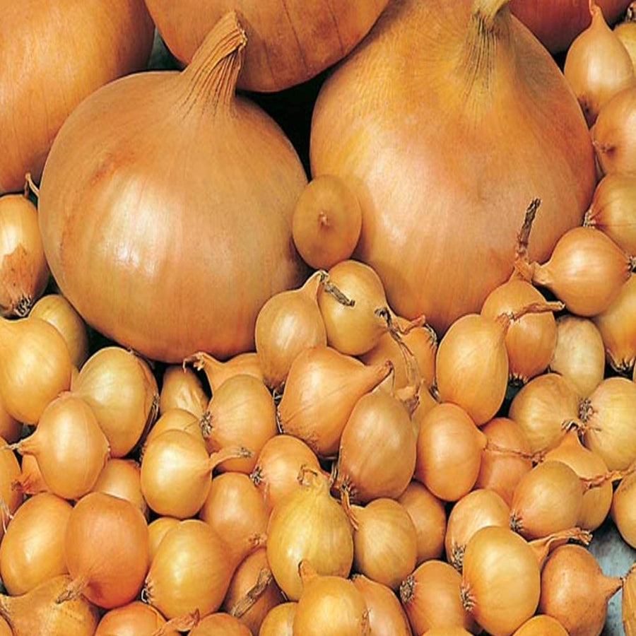 White Onion Sets - Centurion 2 1