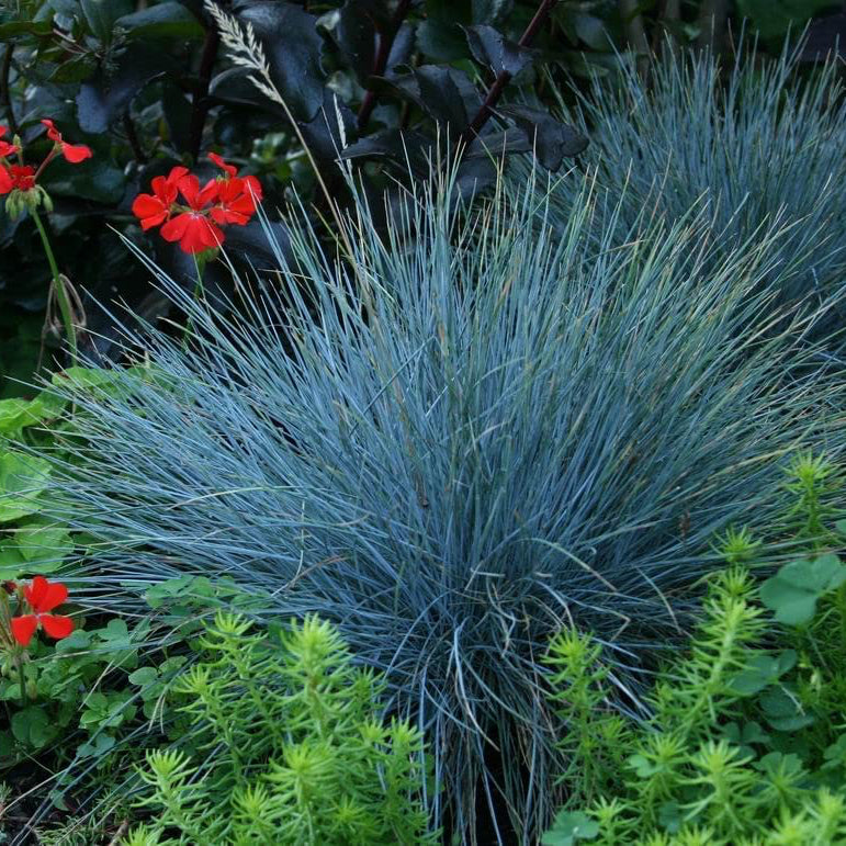 Festuca Intense Grass