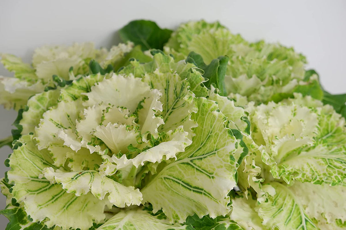Ornamental Cabbage Plants White Pigeon 2 4