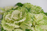 Ornamental Cabbage Plants White Pigeon 2 3