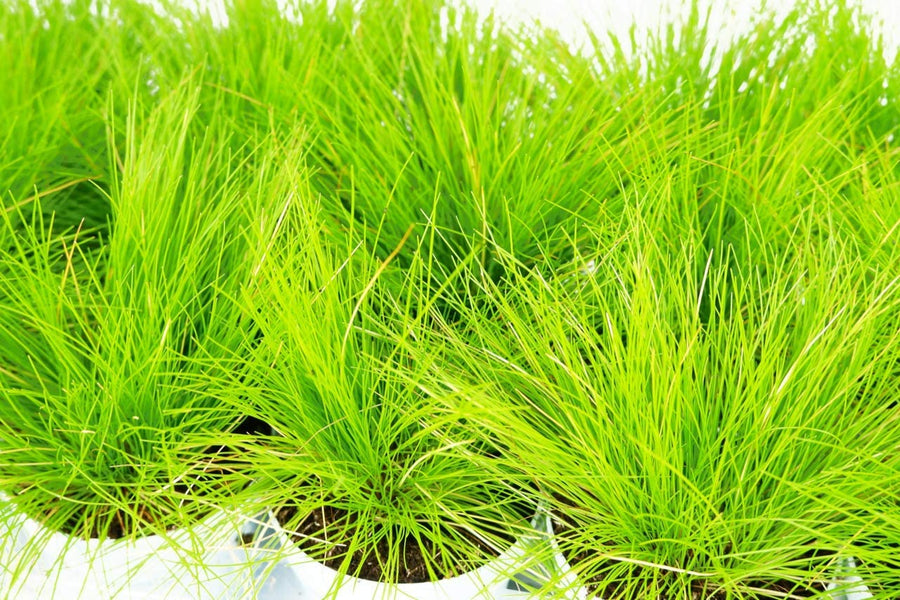 Ornamental Grass Mix - 2  Blue & 2 AmiLime 2 2