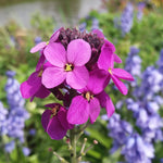 Erysimum Bowles Mauve Erysimum Bowles Mauve image2 2