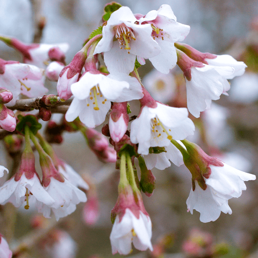 Prunus incisa 'Kojo-no-mai' 2 2