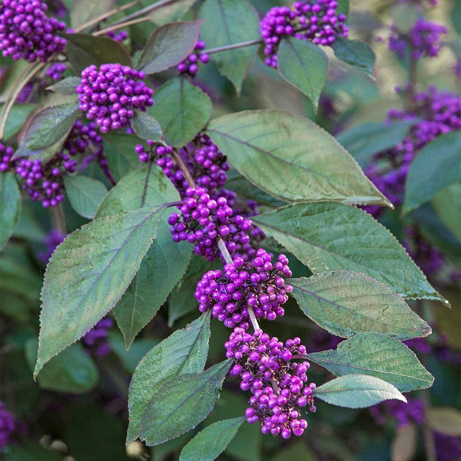 Callicarpa Bodinieri - Profusion Callicarpa bodinieri - 'Profusion' image2 3