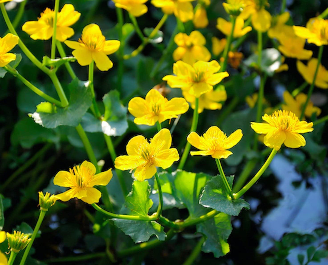 Buy Marsh Marigold | Caltha palustris | Marginal Pond Plant
