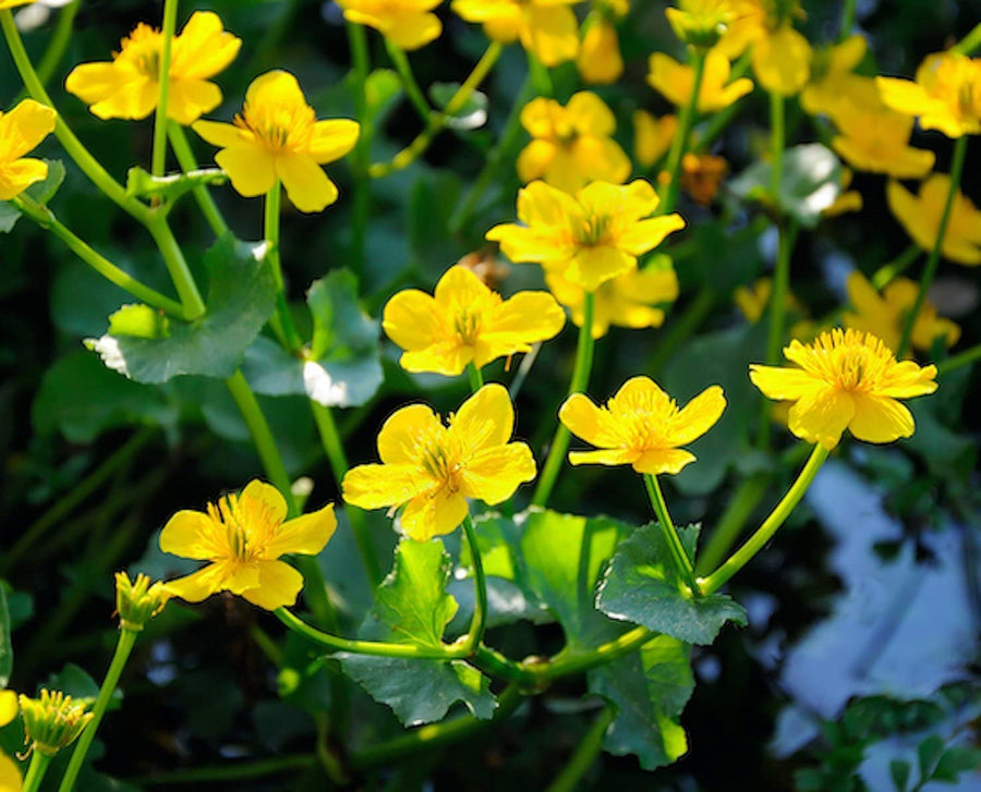Marsh Marigold - Caltha palustris Pond Plant Caltha Palustris Pond Plant image2 2