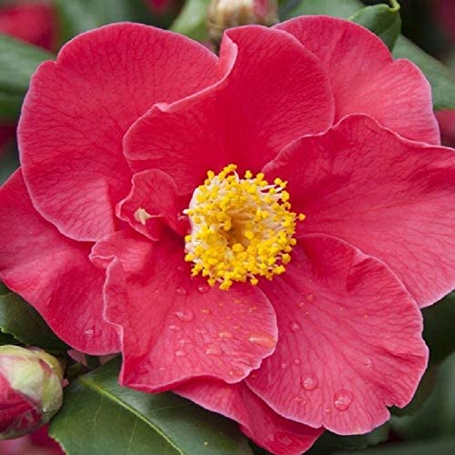Camellia Doctor King Plant 2 1