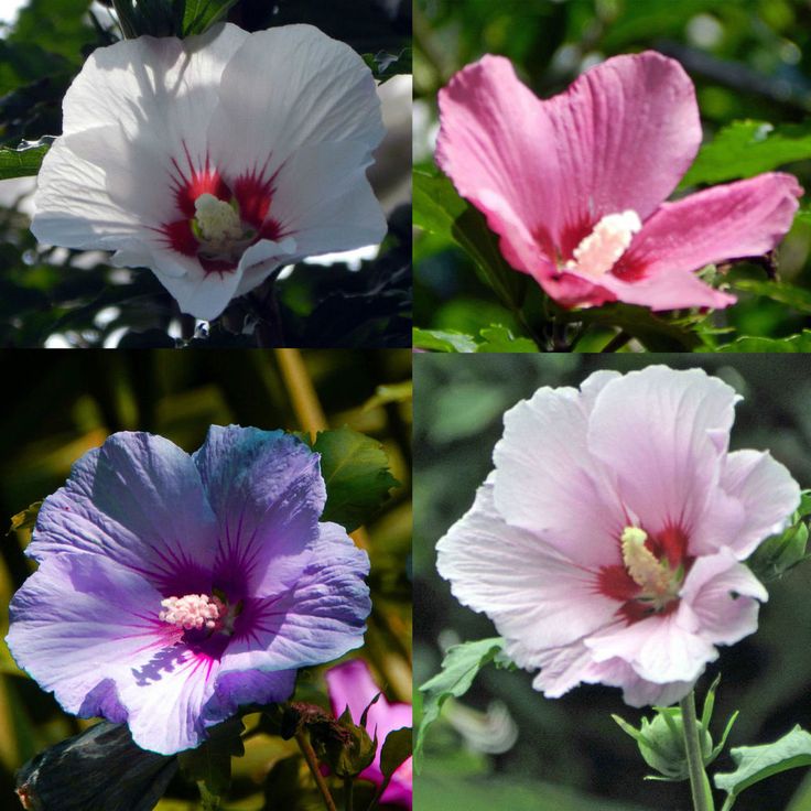 Hardy Hibiscus 3 Plant Mix 2 2