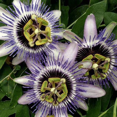 Passiflora Passion Flower 'Damsels Delight' 2 3