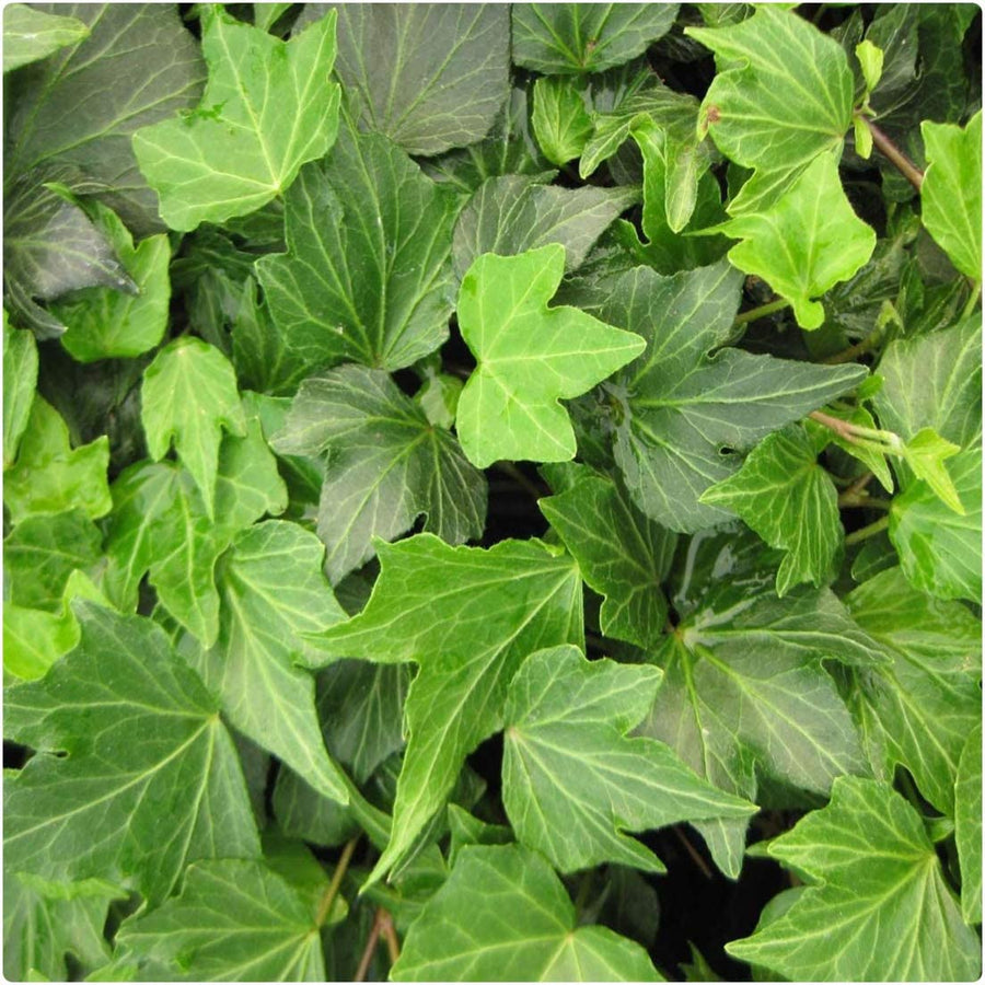 Hedera Ivy Mix (3 Plants) 2 3