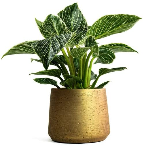 Philodendron White Wave Plant 2 2