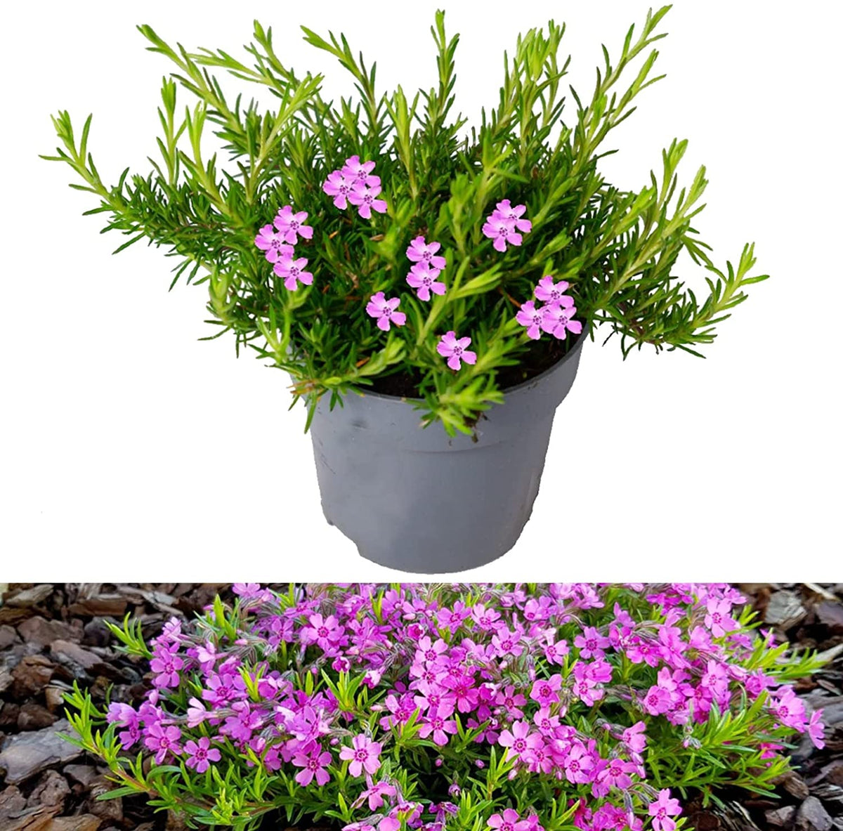 Phlox Subulata