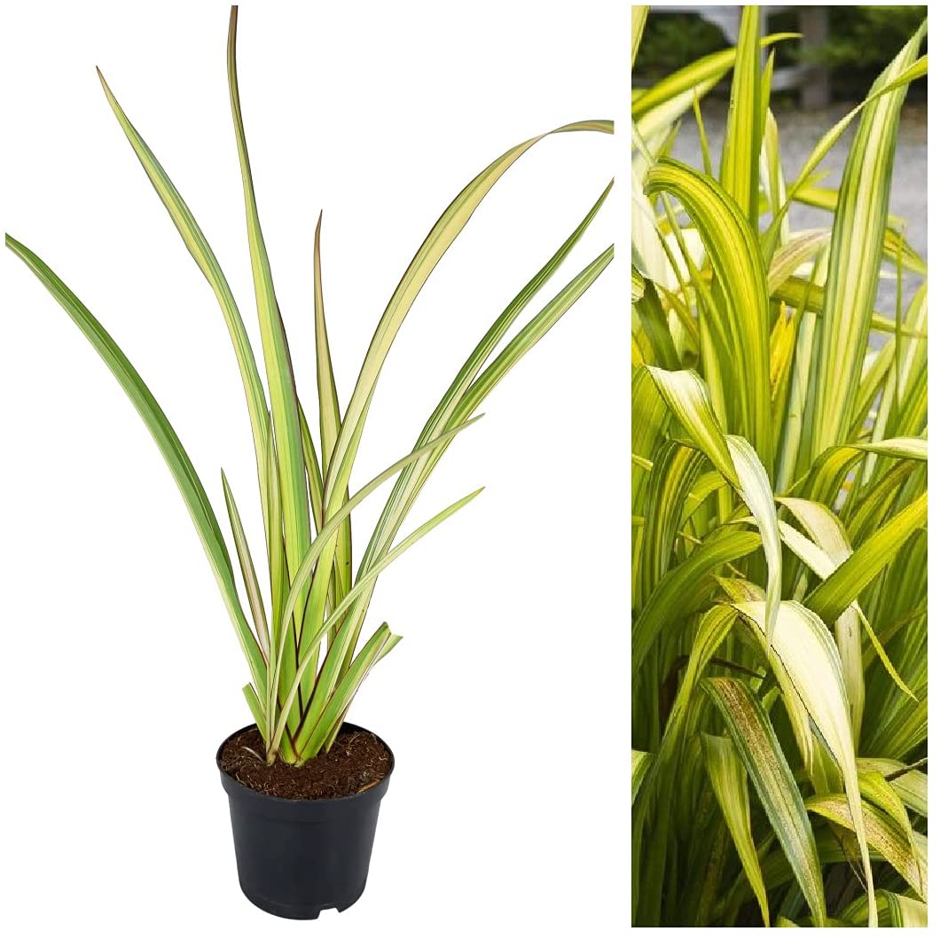 Phormium Wave