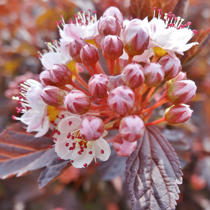 Physocarpus - 'Lady in Red' 2 3