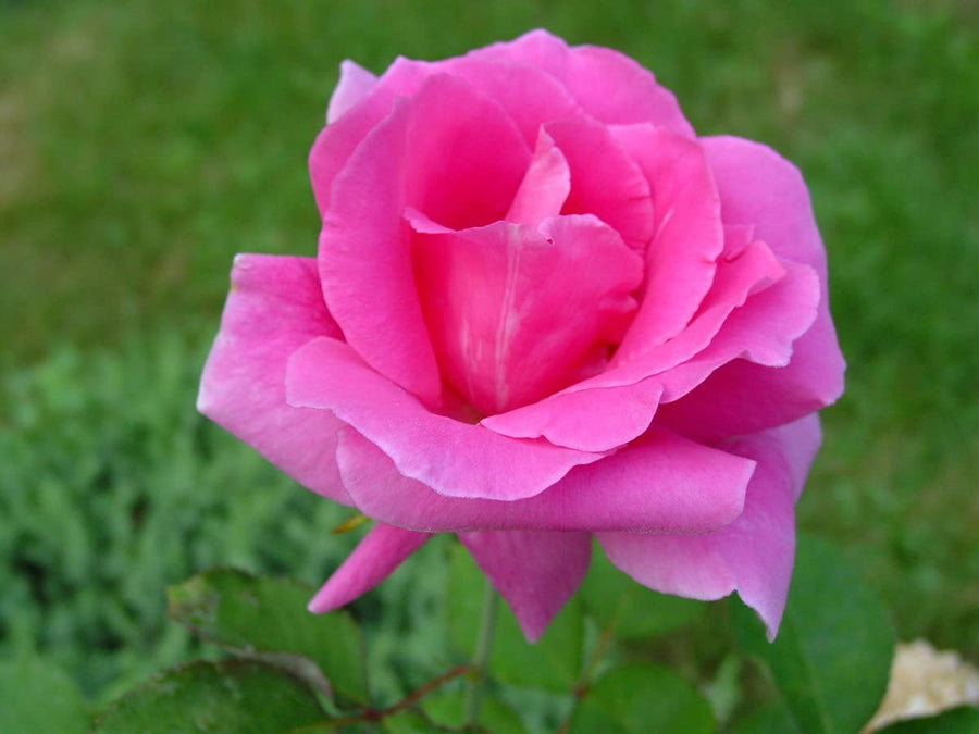 Pink Rose Bush 2 2