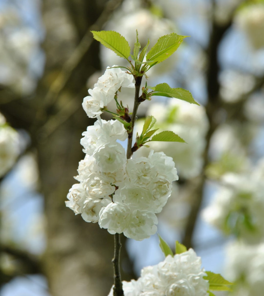 Prunus Alba Plena 2 2