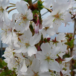 Prunus Brilliant Plant - Alpine Cherry Bush 2 2
