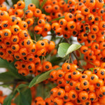 Pyracantha Orange Glow Hedging Shrub  4