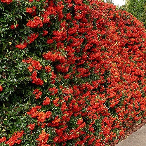 Pyracantha Red Column - Firethorn Shrub 2 2