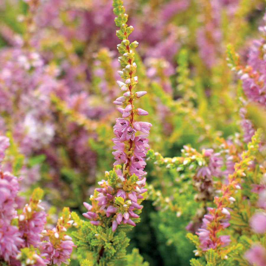 Mixed Calluna Heather Plants 2 2