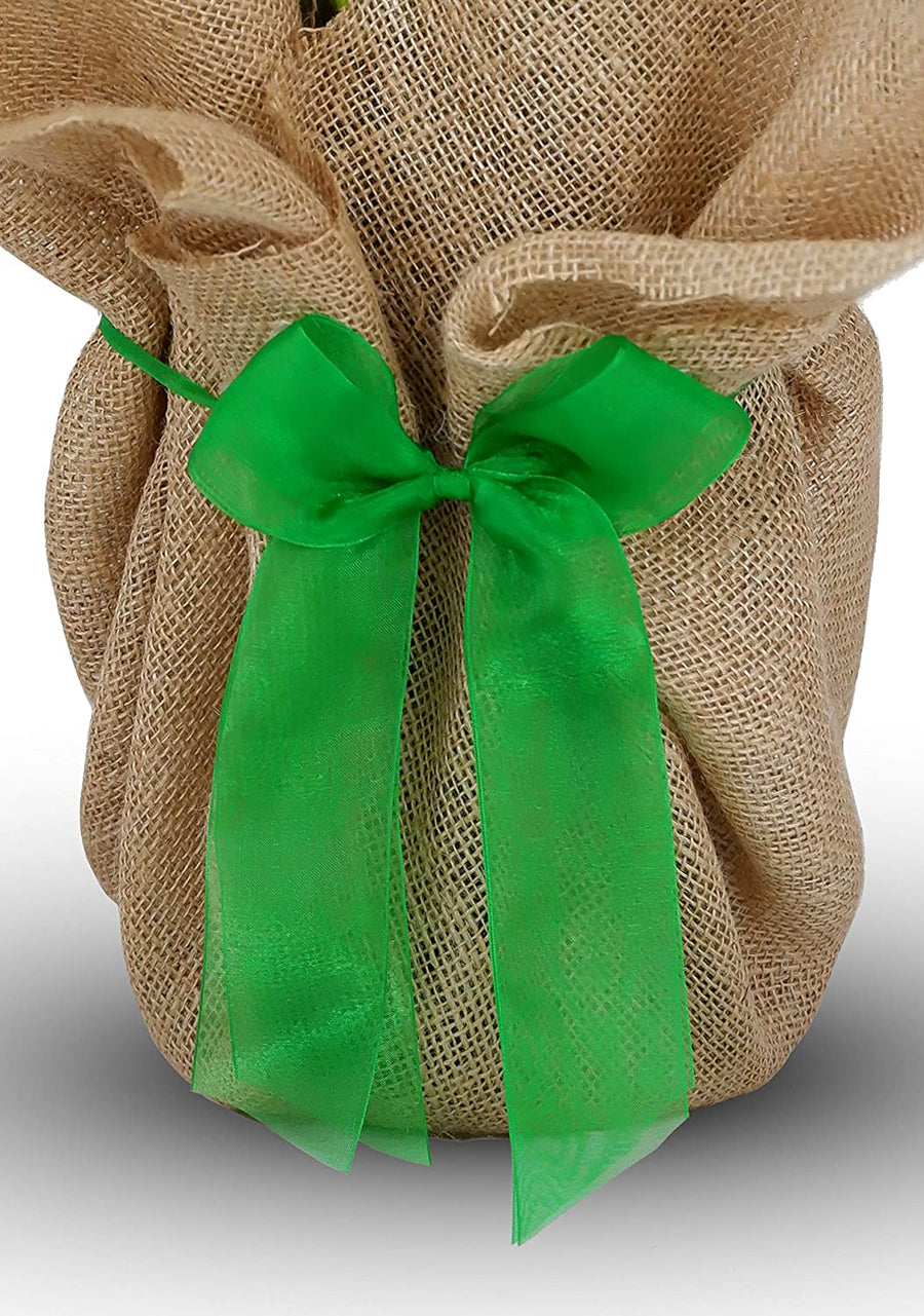 Fantastic at 50 Rose Bush Gift Wrapped Fantastic at 50 Rose Bush Gift Wrapped image4 3
