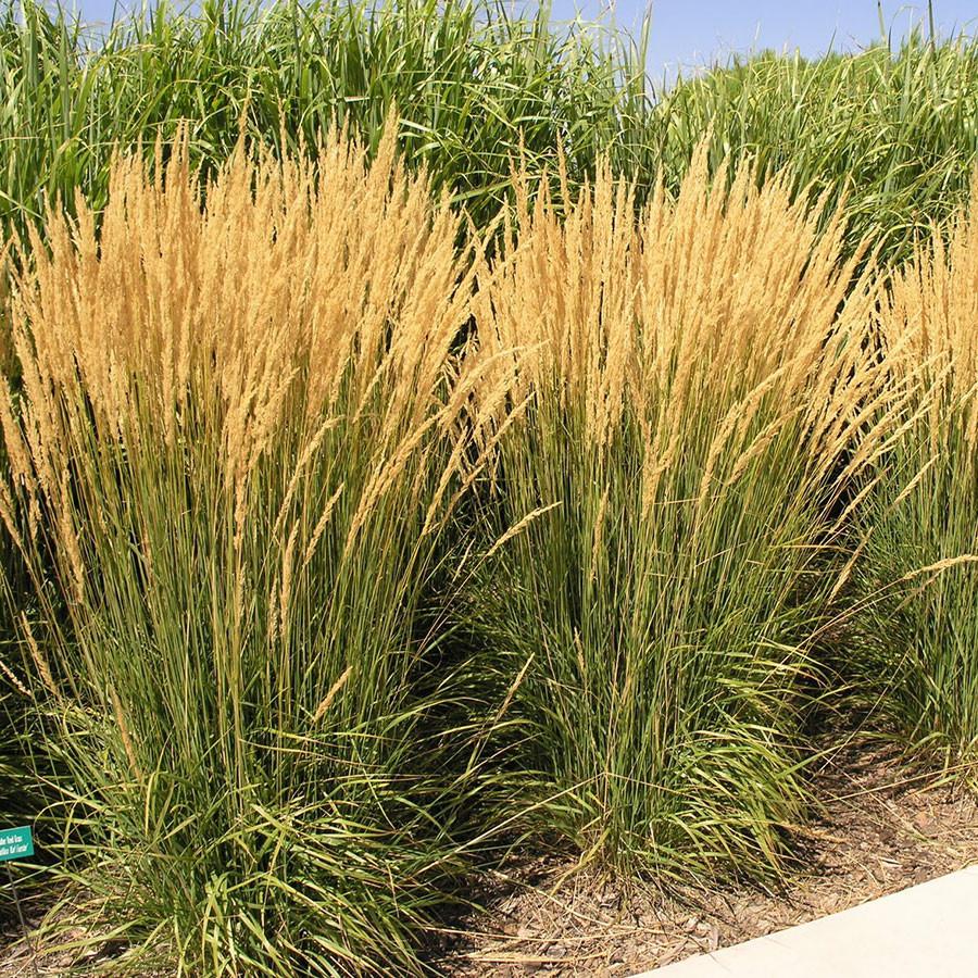 Mixed Ornamental Grasses (3 Plants) 2 2