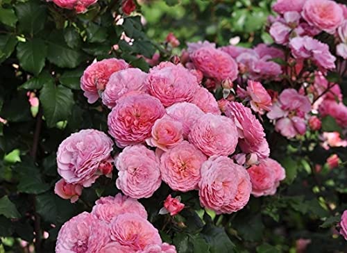 Edible Rose Bush - Theo Clevers 2 2