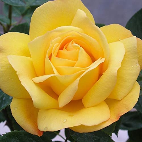Bush Arthur Bell Floribunda