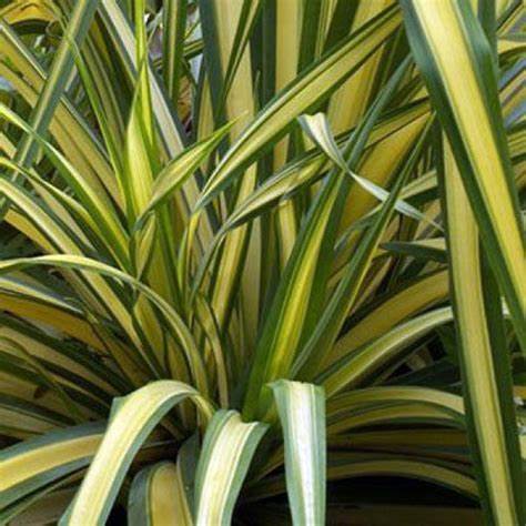 Phormium Mix (3 Plants) 2 2