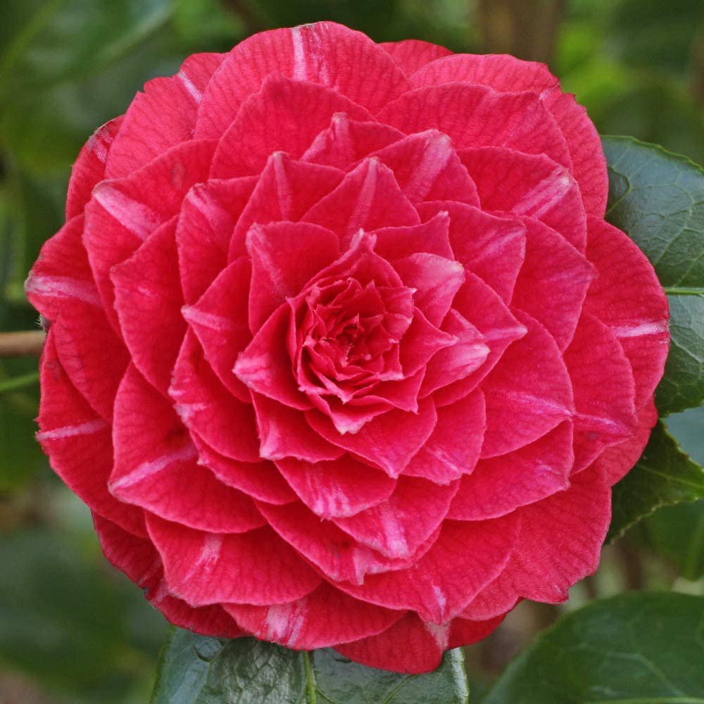 Princess Baciocchi Camellia
