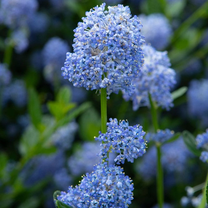 Ceanothus - Blue Diamond Ceanothus - 'Blue Diamond' image2 3