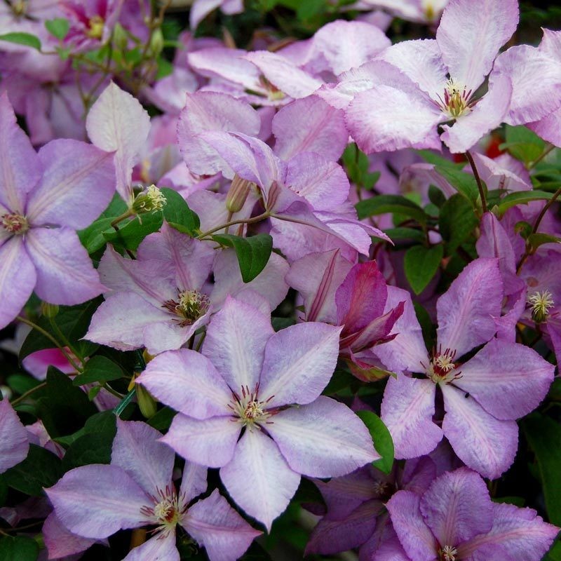 Clematis 'Margaret Hunt' (3 Plants) Clematis 'Margaret Hunt' (3 Plants) image2 2