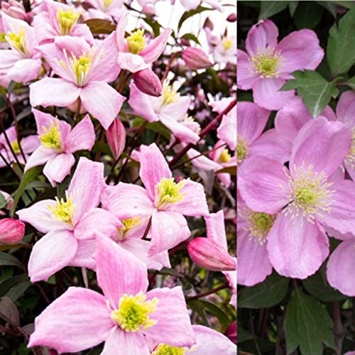 Clematis 'Montana Rubens' Clematis 'Montana Rubens' image1 1
