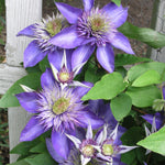 Clematis Multi Blue Climber  3