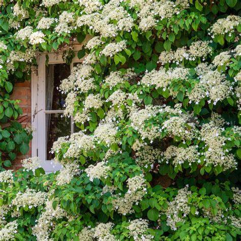 Hydrangea Petiolaris Climbing  (2 Plants) 2 3