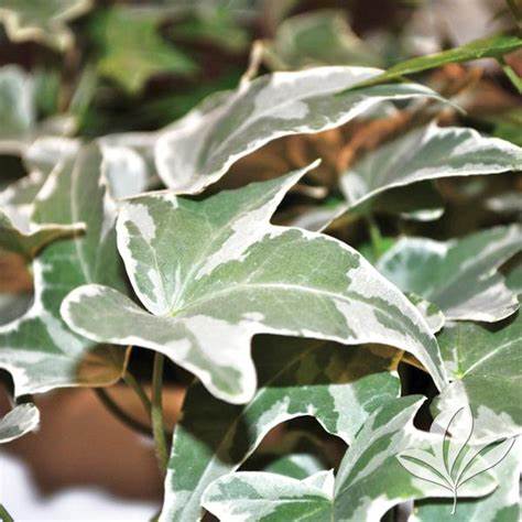 Climbing Ivy Plant 'Glacier' Climbing Ivy Plant 'Glacier' image2 2