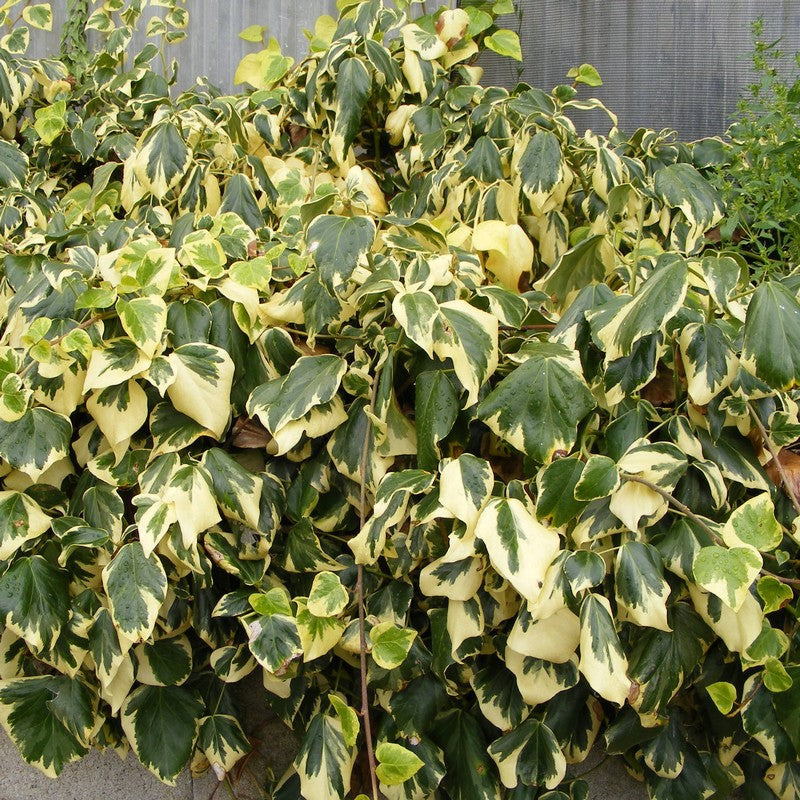 'Sulphur Heart' Climbing Vine Plant 'Sulphur Heart' Climbing Vine Plant image2 2