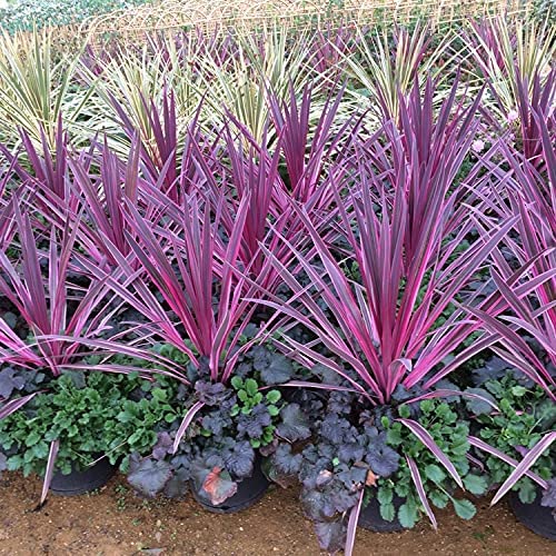 Cordyline Pink Passion Cordyline Pink Passion image2 2