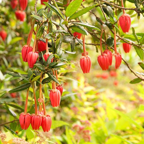 Crinodendron Hookerianum 2 3